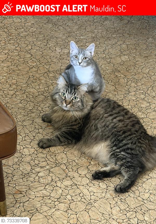 Lost Female Cat last seen Ashmore bridge road, Mauldin, SC 29662