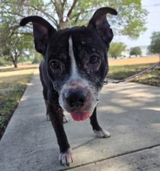 Shelter Stray Male Dog last seen Near Nile Street, AUSTIN, TX, 78702, 7201 Levander Loop bldg a, Austin, TX 78702, USA