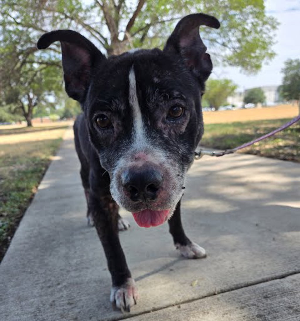 Shelter Stray Male Dog last seen Near Nile Street, AUSTIN, TX, 78702, 7201 Levander Loop bldg a, Austin, TX 78702, USA
