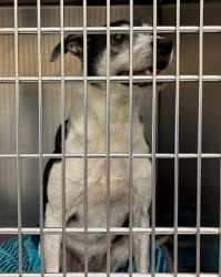 Shelter Stray Female Dog last seen W. William Cannon Dr. and Brody Ln, AUSTIN, TX, 78745, 7201 Levander Loop bldg a, Austin, TX 78702, USA