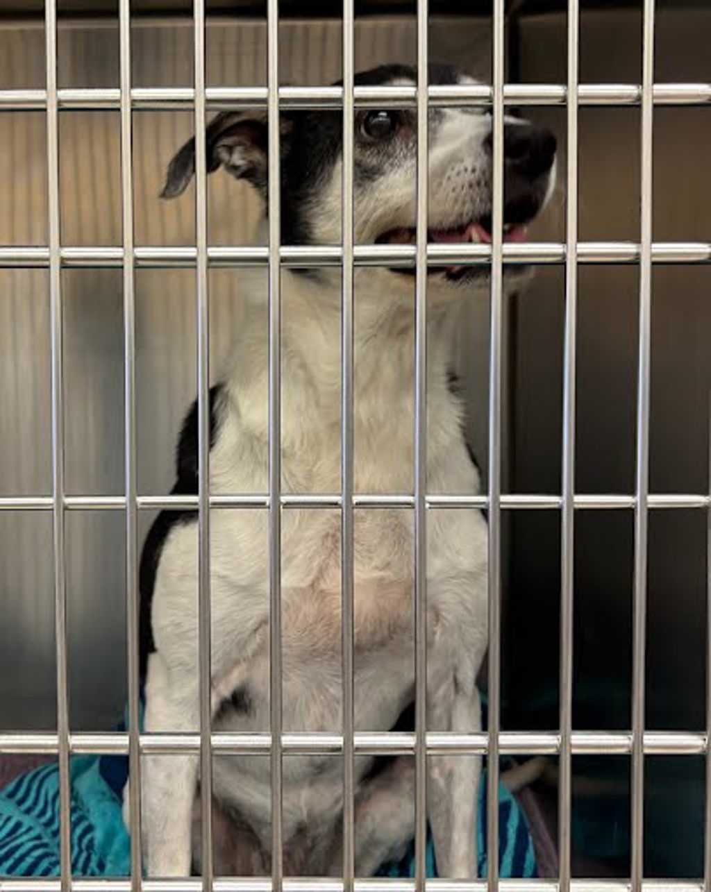 Shelter Stray Female Dog last seen W. William Cannon Dr. and Brody Ln, AUSTIN, TX, 78745, 7201 Levander Loop bldg a, Austin, TX 78702, USA