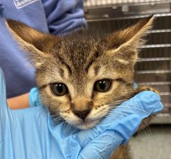 Shelter Stray Female Cat last seen NE 205th and Sandy, OR, 1700 W Historic Columbia River Hwy, Troutdale, OR 97060, USA