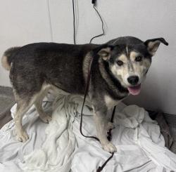 Shelter Stray Male Dog last seen Lilac Road, Pala, CA, 92059, Escondido, CA 92027, USA