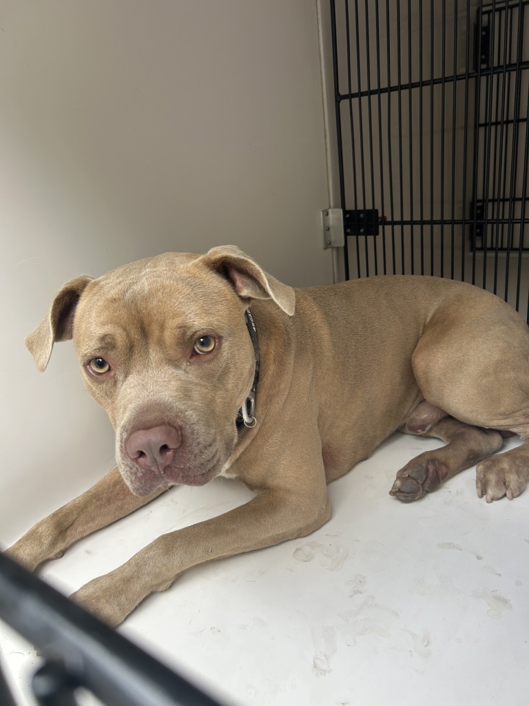 Shelter Stray Male Dog last seen Near Euclid Road, VIRGINIA BEACH, VA, 23462, 341 S Birdneck Rd, Virginia Beach, VA 23451, USA