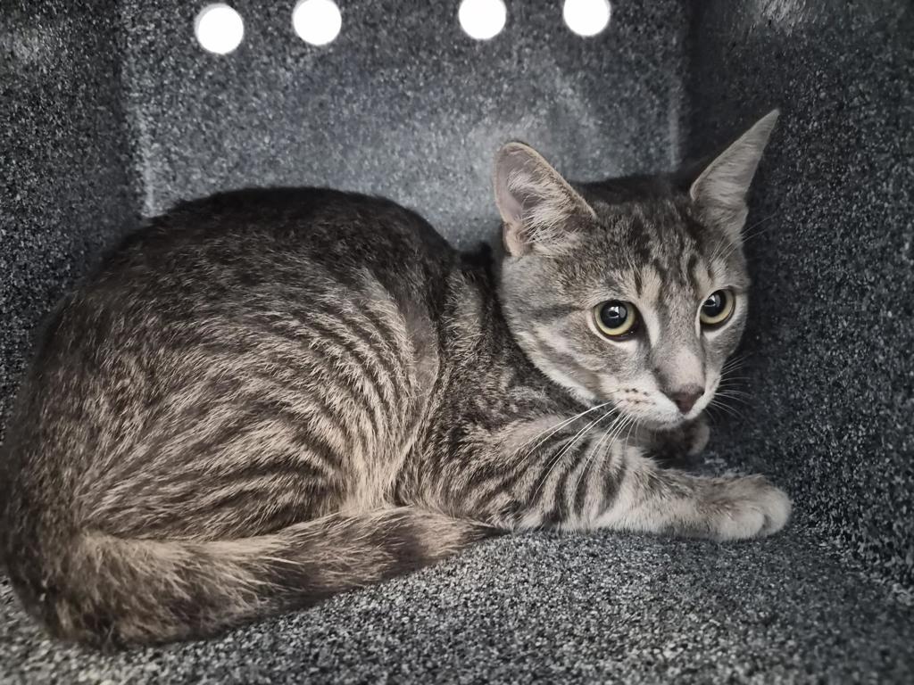 Shelter Stray Male Cat last seen Hunts Point, BRONX, NY, 10474, 326 E 110th St, New York, NY 10029, USA