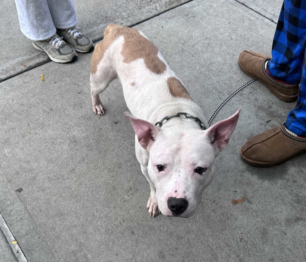 Shelter Stray Female Dog last seen Near E 114 Street, NEW YORK, NY, 10029, 326 E 110th St, New York, NY 10029, USA