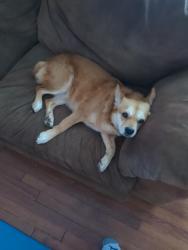 Reunited Female Dog last seen Dowling Road & Adams Road, Bloomfield Hills, MI 48304