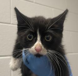 Shelter Stray Male Cat last seen cross streets 44th and Kipling, Wheat Ridge, CO, 80033, 580 McIntyre St, Golden, CO 80401, USA