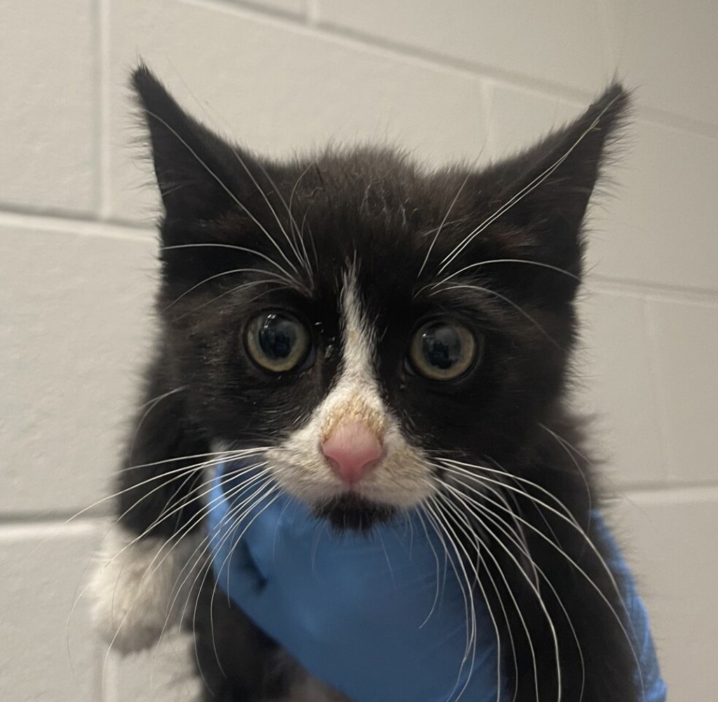 Shelter Stray Male Cat last seen cross streets 44th and Kipling, Wheat Ridge, CO, 80033, 580 McIntyre St, Golden, CO 80401, USA