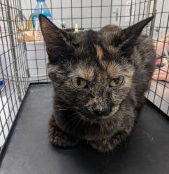 Shelter Stray Female Cat last seen Near Wright Street, DES MOINES, IA, 50316, Des Moines, IA 50313