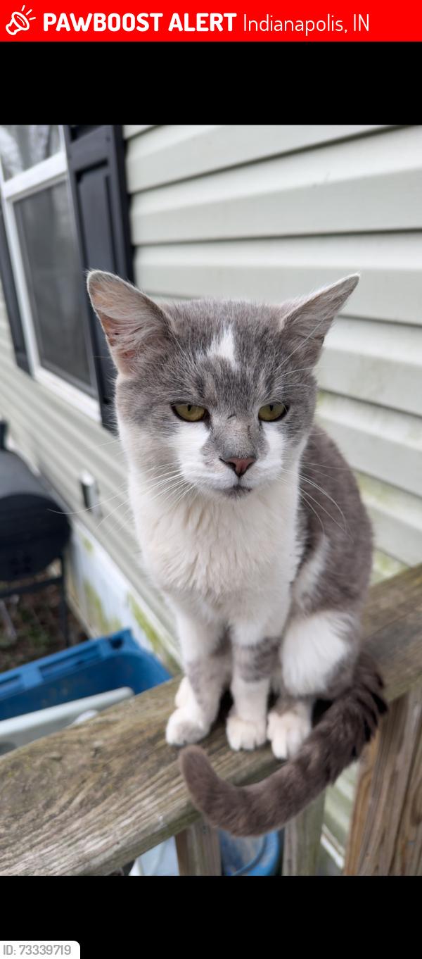 Lost Male Cat last seen Meridian Street, Indianapolis, IN 46225