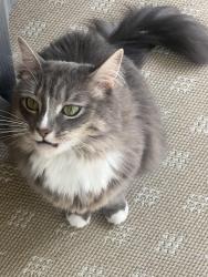 Found/Stray Unknown Cat last seen Wakefield Plantation, Raleigh, NC 27614