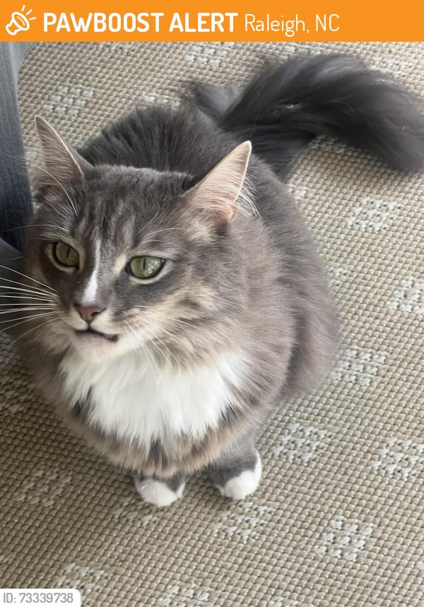 Found/Stray Unknown Cat last seen Wakefield Plantation, Raleigh, NC 27614