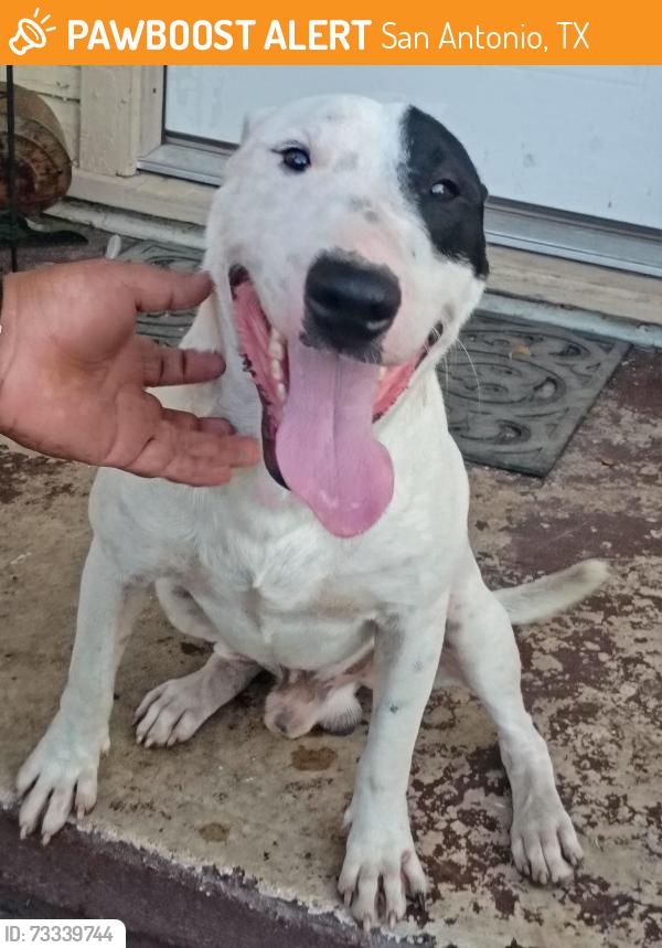 Found/Stray Male Dog last seen W Gerald and Quintana, San Antonio, TX 78211
