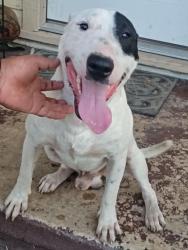 Found/Stray Male Dog last seen W Gerald and Quintana, San Antonio, TX 78211
