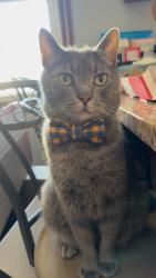 Lost Male Cat last seen Lawrence Ct and Lawrence Ave across from Village Bowl, Menomonee Falls, WI 53051
