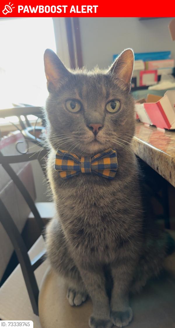 Lost Male Cat last seen Lawrence Ct and Lawrence Ave across from Village Bowl, Menomonee Falls, WI 53051
