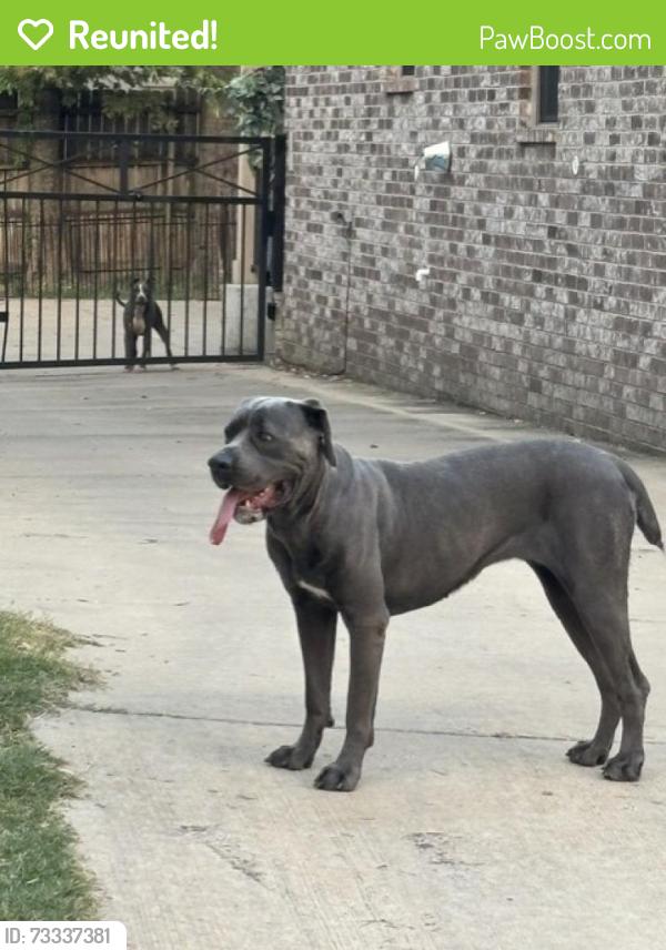 Reunited Unknown Dog last seen n rembert and jefferson st. walking towards Poplar, Memphis, TN 38104