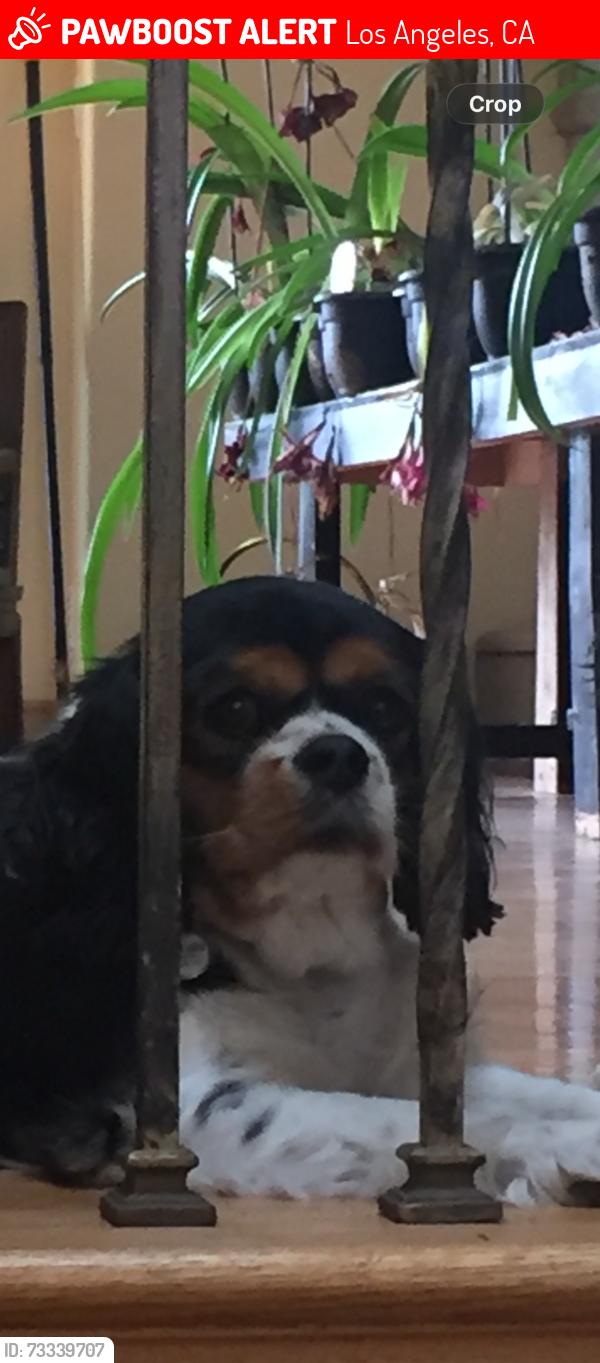 Lost Female Dog last seen Killimore, Los Angeles, CA 91326