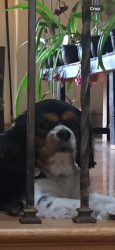 Lost Female Dog last seen Killimore, Los Angeles, CA 91326