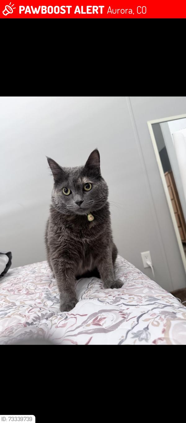 Lost Female Cat last seen Colfax and sable, Aurora, CO 80011