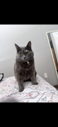 Lost Female Cat last seen Colfax and sable, Aurora, CO 80011