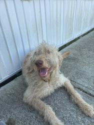 Found/Stray Male Dog last seen S Rybolt Ave Melton Dr, Indianapolis, IN 46221