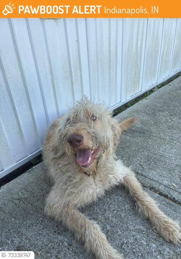 Found/Stray Male Dog last seen S Rybolt Ave Melton Dr, Indianapolis, IN 46221