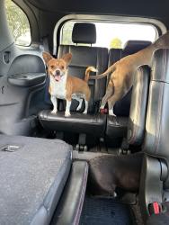 Found/Stray Unknown Dog last seen Valrico rd / Front street, Valrico, FL 33594