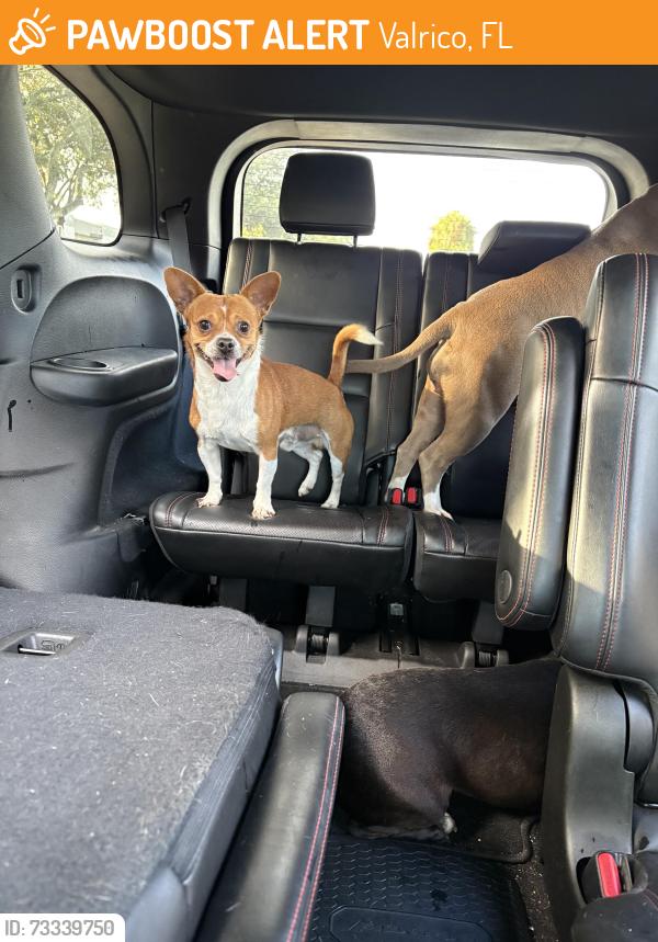 Found/Stray Unknown Dog last seen Valrico rd / Front street, Valrico, FL 33594