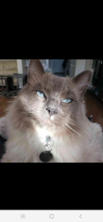 Lost Male Cat last seen Glanllyn Caravan and Camping Park , Lake Bala, Gwynedd, Wales LL23 7SS