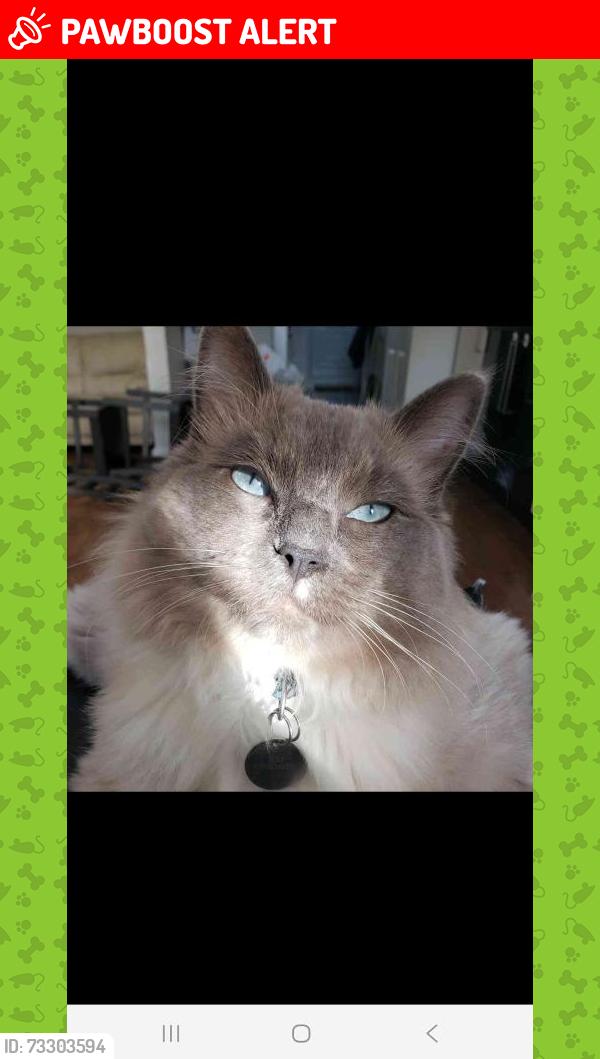 Lost Male Cat last seen Glanllyn Caravan and Camping Park , Lake Bala, Gwynedd, Wales LL23 7SS