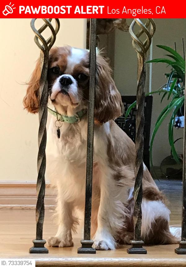 Lost Male Dog last seen Killimore, Los Angeles, CA 91326