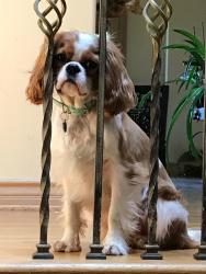 Lost Male Dog last seen Killimore, Los Angeles, CA 91326