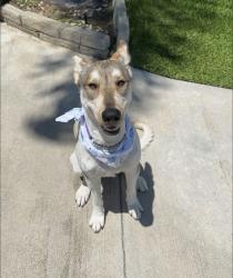 Lost Female Dog last seen Merced and Vine, West Covina, CA 91790