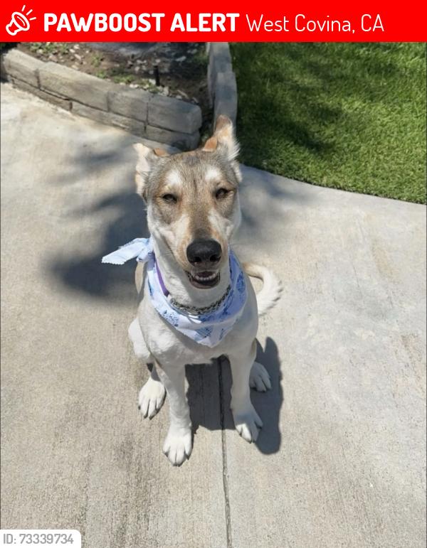 Lost Female Dog last seen Merced and Vine, West Covina, CA 91790