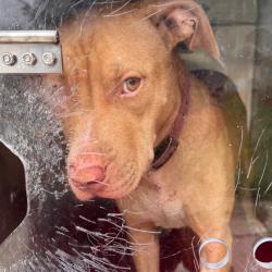 Shelter Stray Female Dog last seen , Animal Care & Control Team of Philly, 111 W Hunting Park Ave, Philadelphia, PA 19140, USA