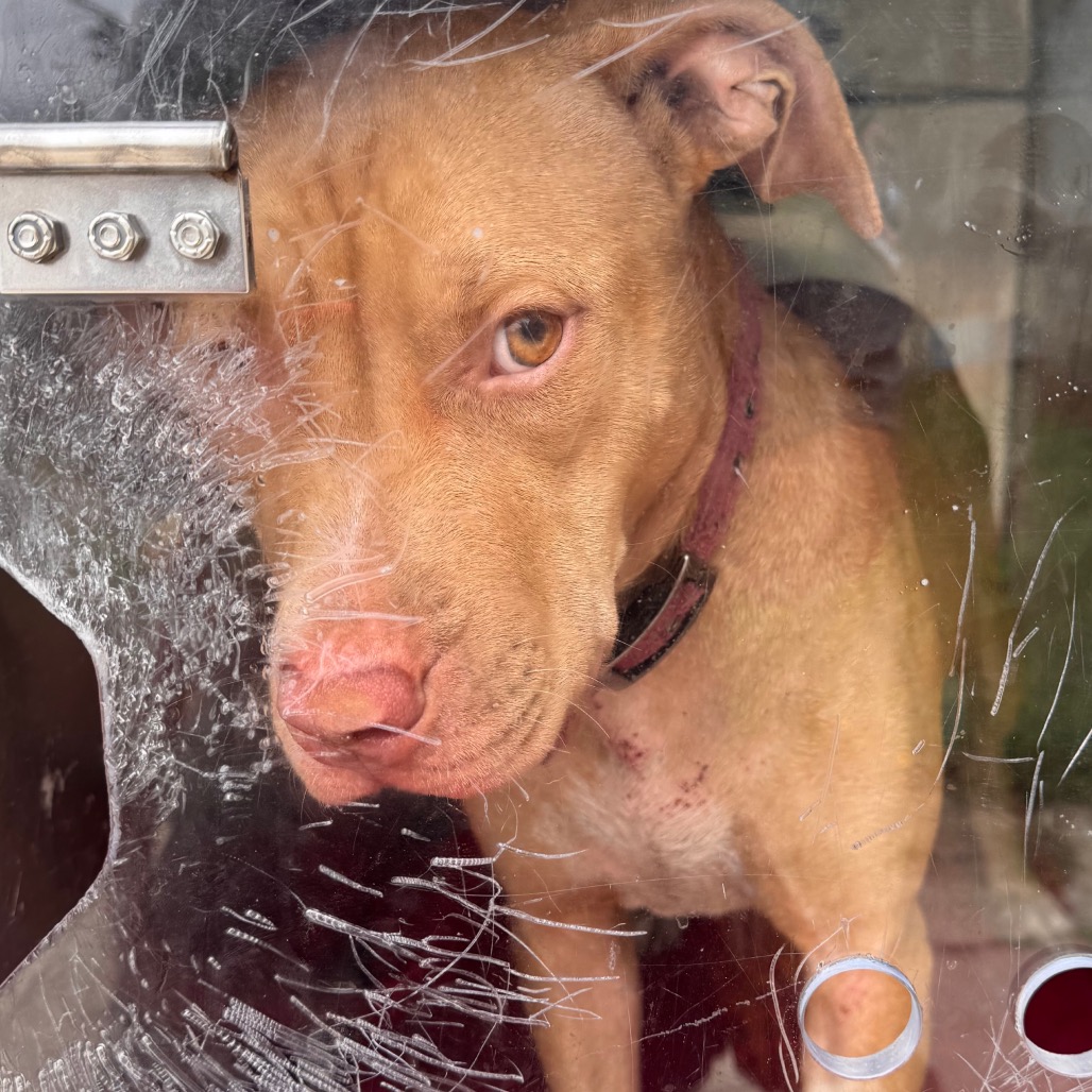 Shelter Stray Female Dog last seen , Animal Care & Control Team of Philly, 111 W Hunting Park Ave, Philadelphia, PA 19140, USA