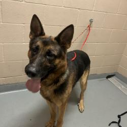 Shelter Stray Male Dog last seen , 2608 Center St, Tacoma, WA 98409, USA