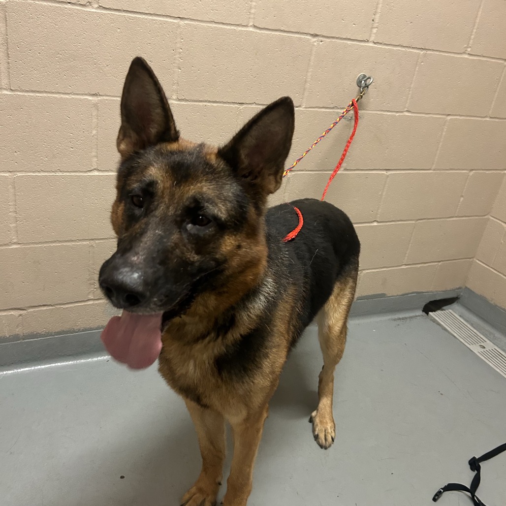 Shelter Stray Male Dog last seen , 2608 Center St, Tacoma, WA 98409, USA