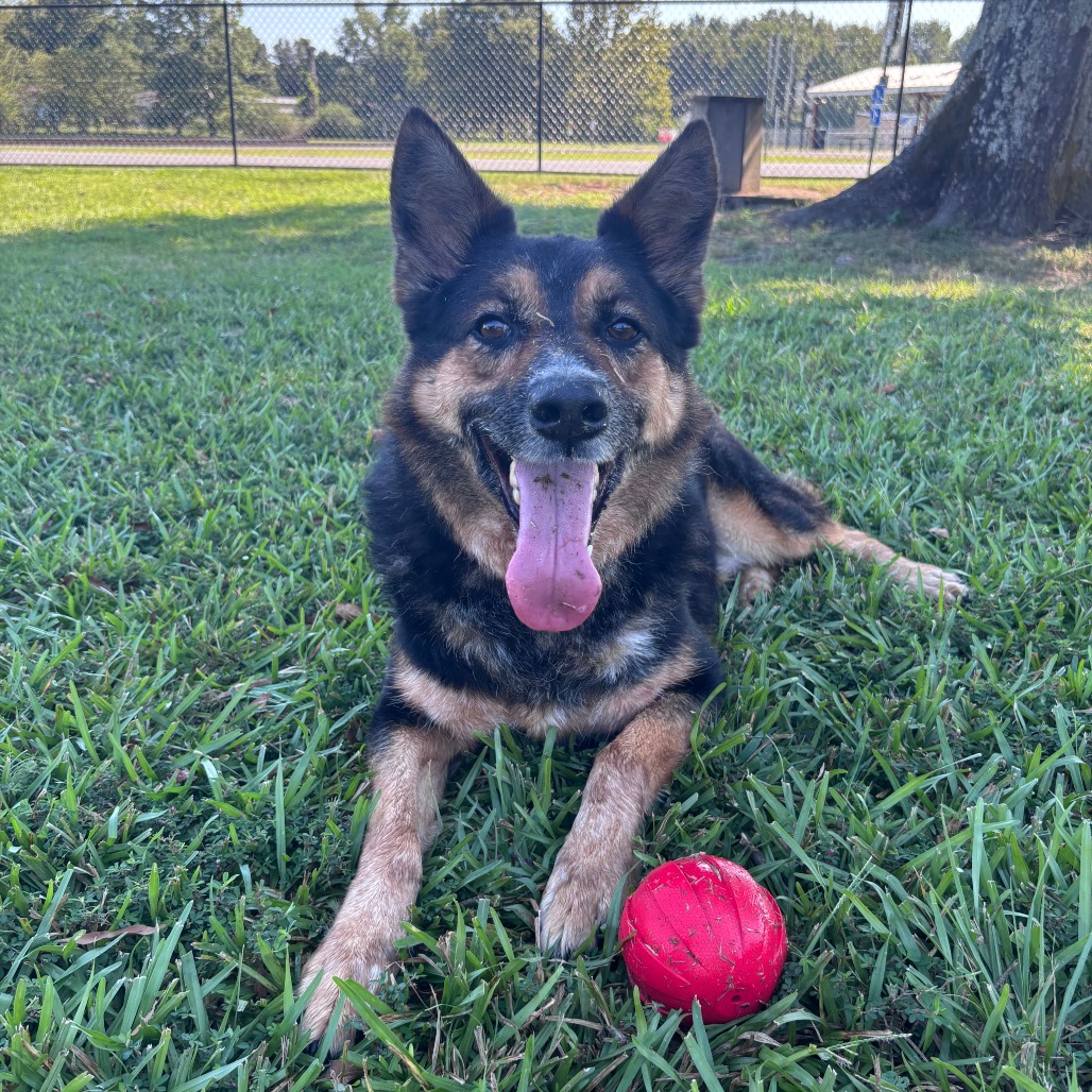 Shelter Stray Male Dog last seen , 2951 S 1st St, Cabot, AR 72023, USA