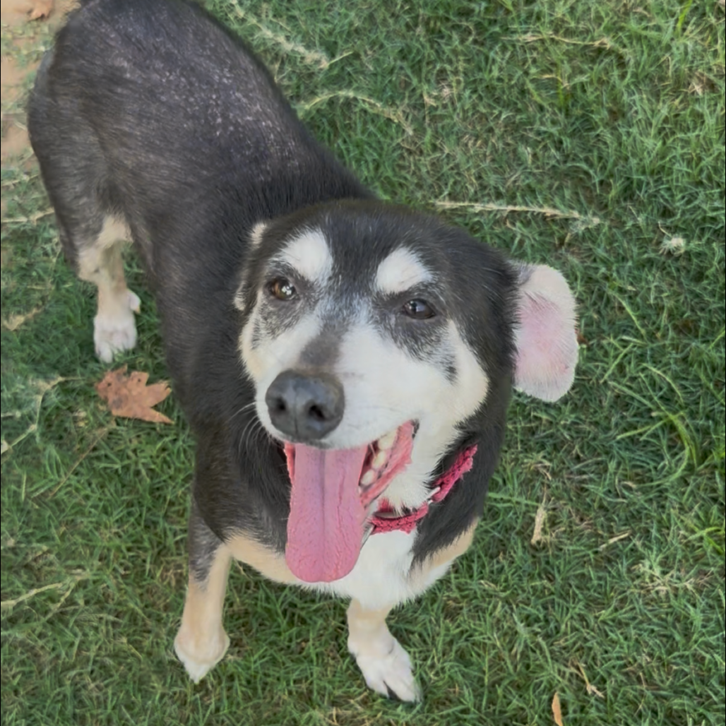 Shelter Stray Female Dog last seen , 2951 S 1st St, Cabot, AR 72023, USA