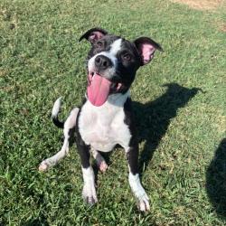Shelter Stray Female Dog last seen , 2951 S 1st St, Cabot, AR 72023, USA