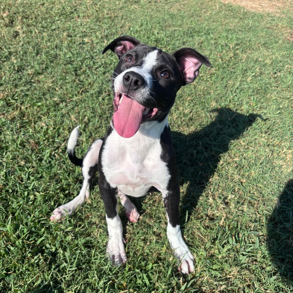 Shelter Stray Female Dog last seen , 2951 S 1st St, Cabot, AR 72023, USA