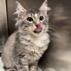 Shelter Stray Male Cat last seen , 3100 Deats Rd, Dickinson, TX 77539, USA