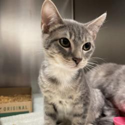 Shelter Stray Male Cat last seen , 3100 Deats Rd, Dickinson, TX 77539, USA