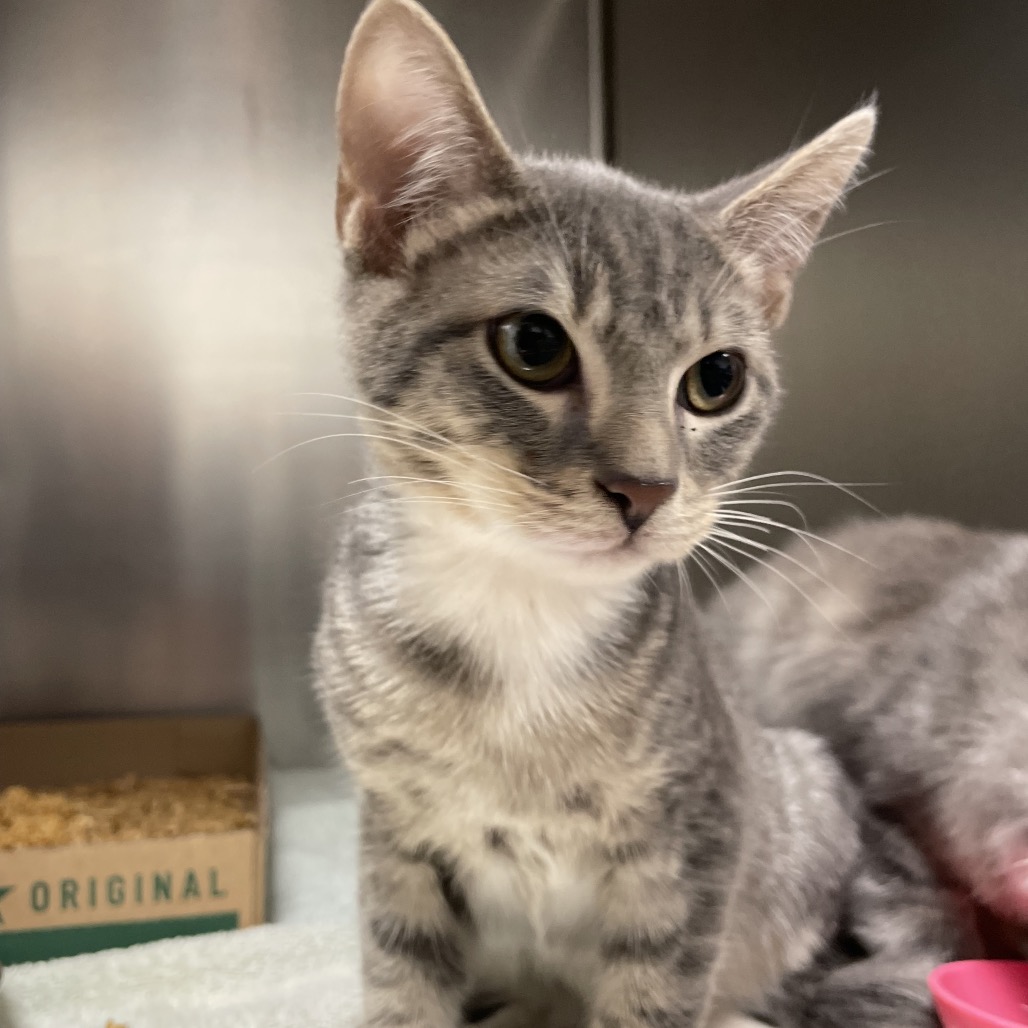 Shelter Stray Male Cat last seen , 3100 Deats Rd, Dickinson, TX 77539, USA