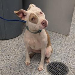Shelter Stray Female Dog last seen , 328 Furman Hall Rd, Greenville, SC 29609, USA