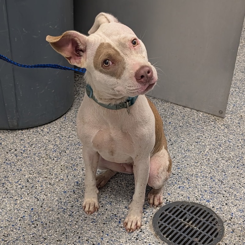 Shelter Stray Female Dog last seen , 328 Furman Hall Rd, Greenville, SC 29609, USA