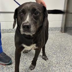 Shelter Stray Female Dog last seen , 328 Furman Hall Rd, Greenville, SC 29609, USA